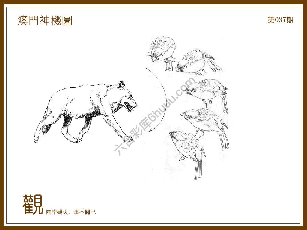 澳门神机图