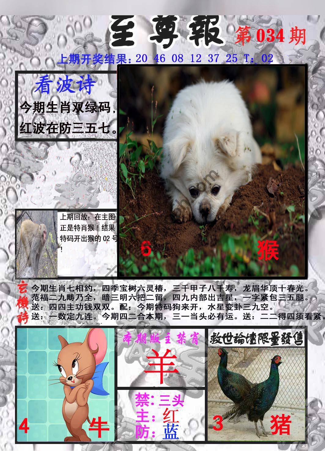 至尊报
