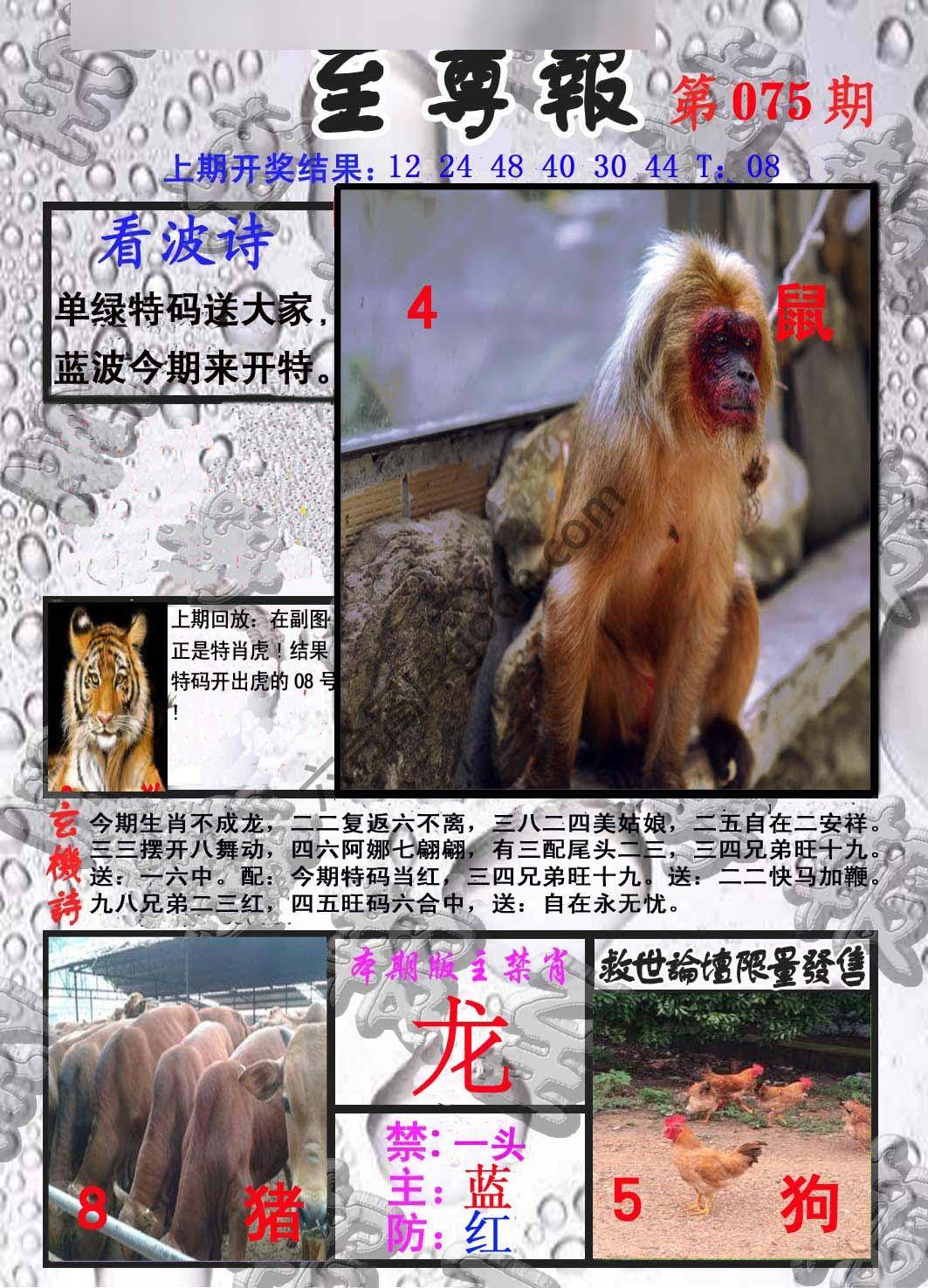 至尊报