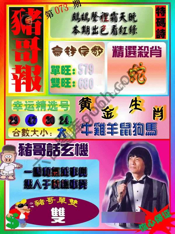 猪哥报