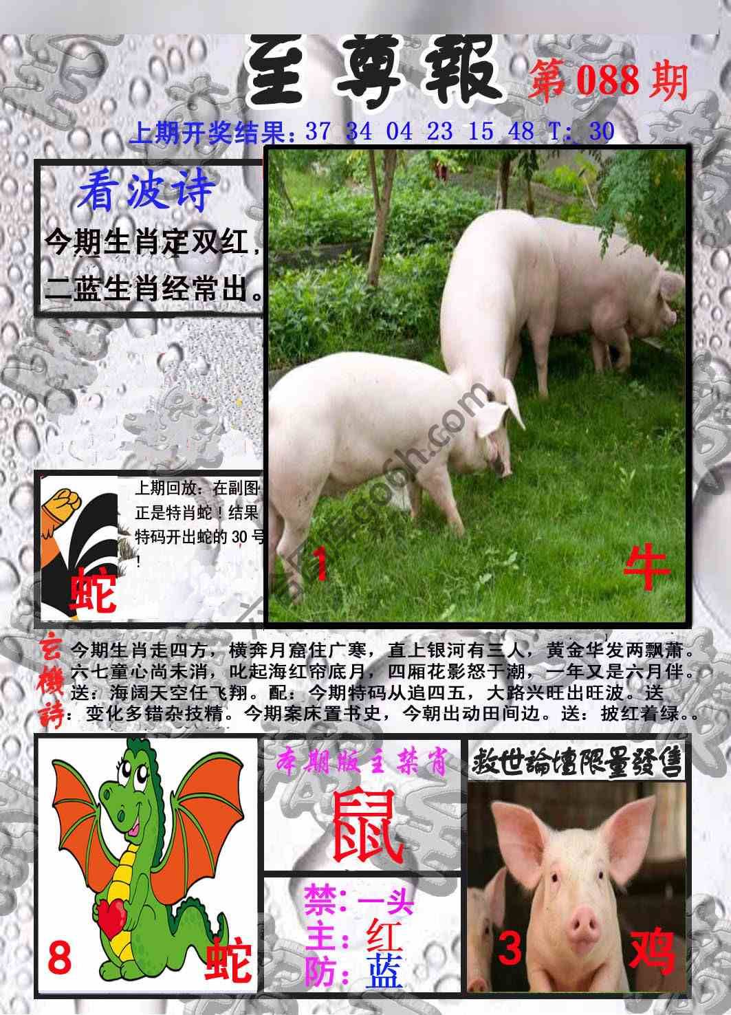 至尊报