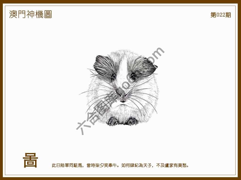 澳门神机图