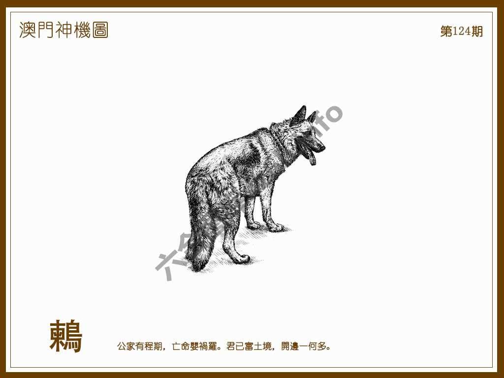 澳门神机图