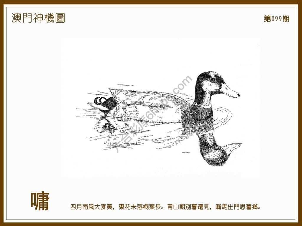 澳门神机图