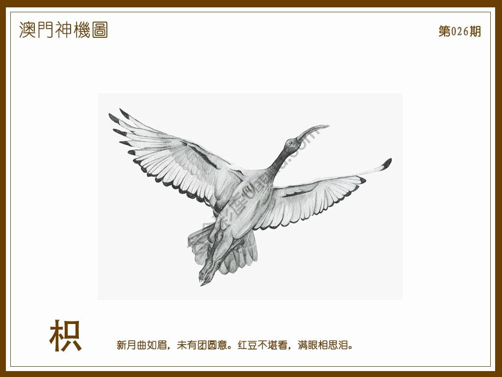 澳门神机图