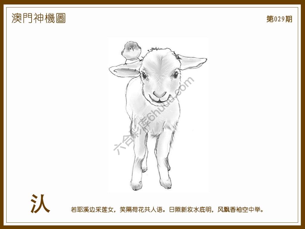 澳门神机图