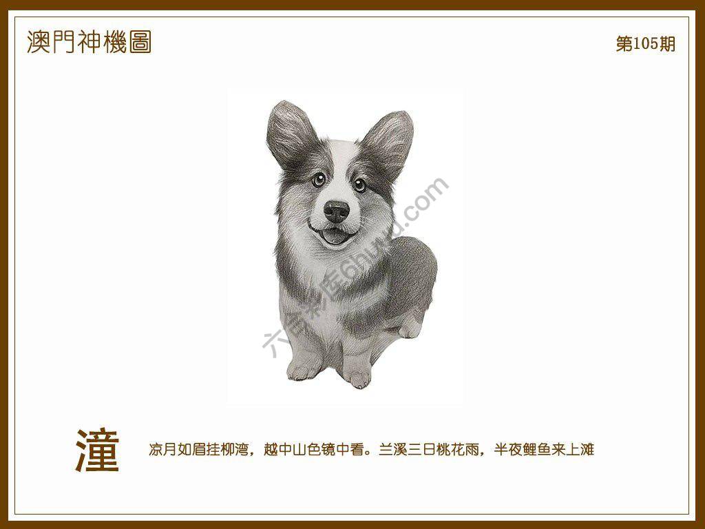 澳门神机图
