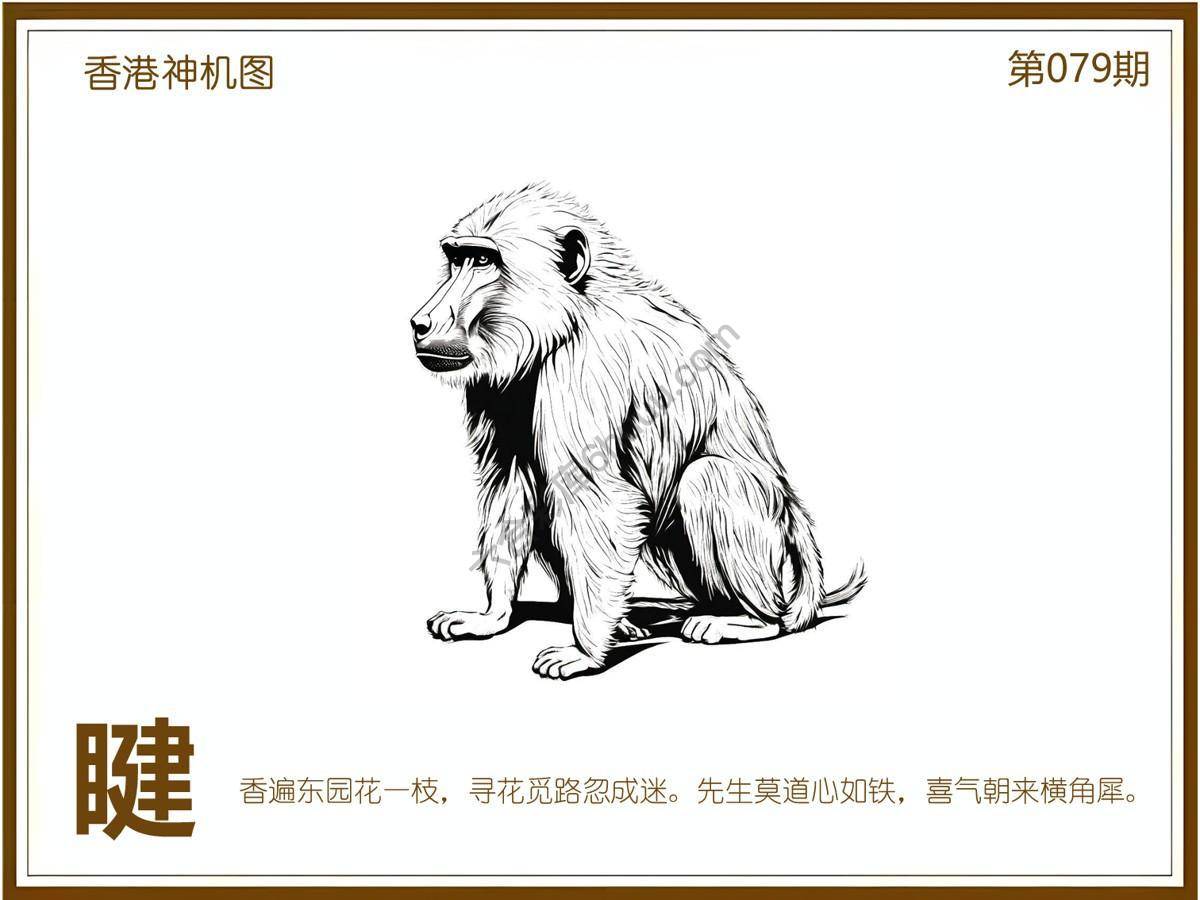 澳门神机图
