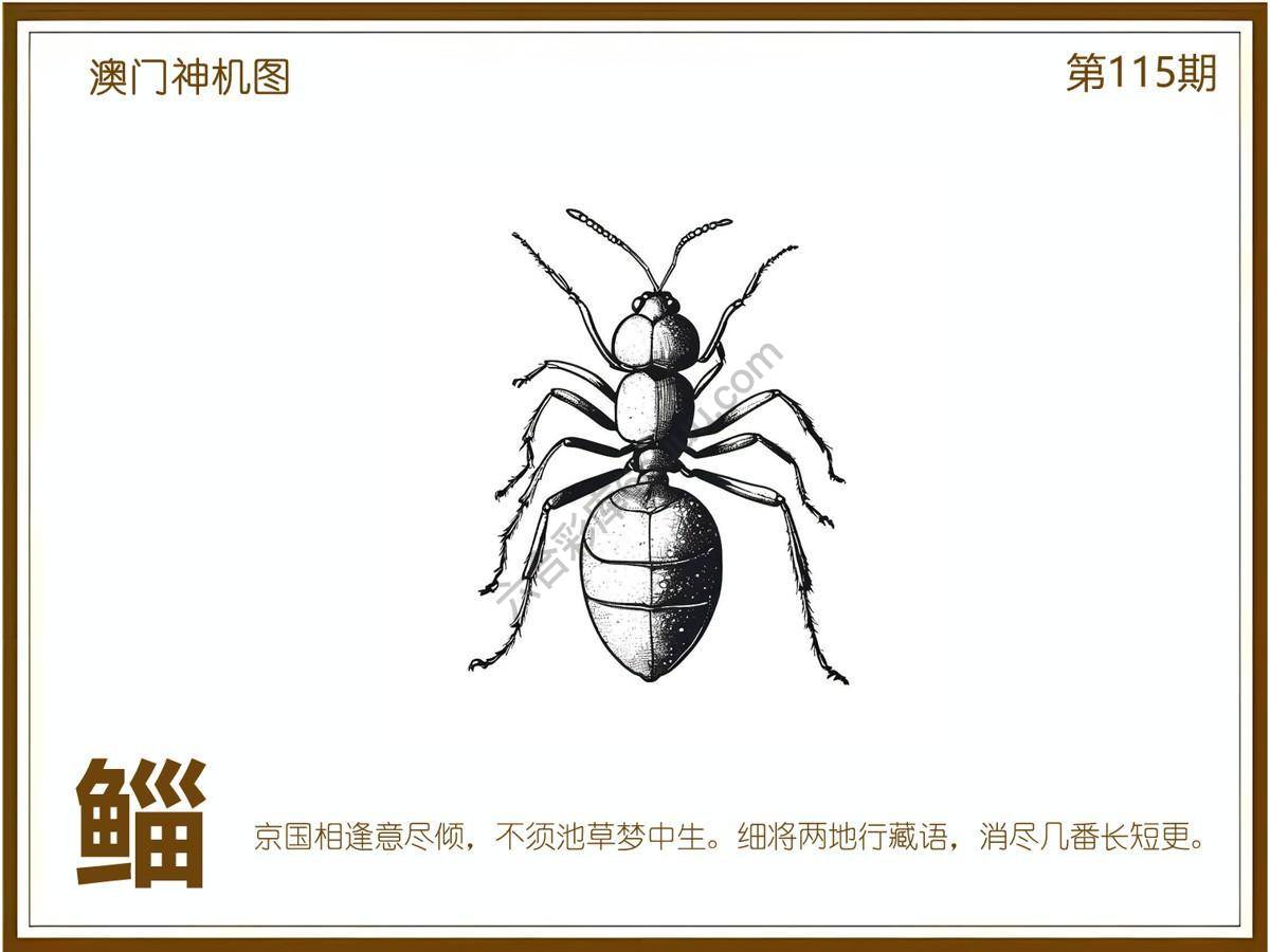 澳门神机图