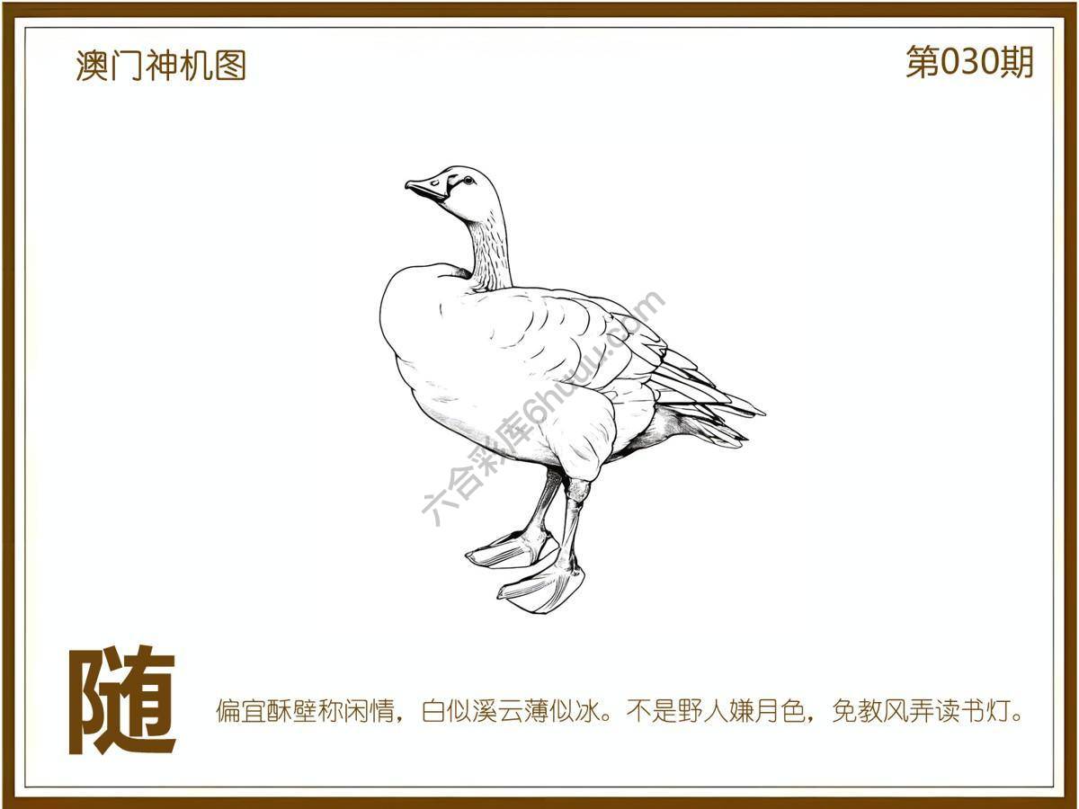 澳门神机图